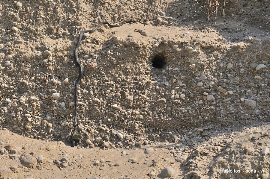 Il caparbio: predazione di biacco (foto-racconto)